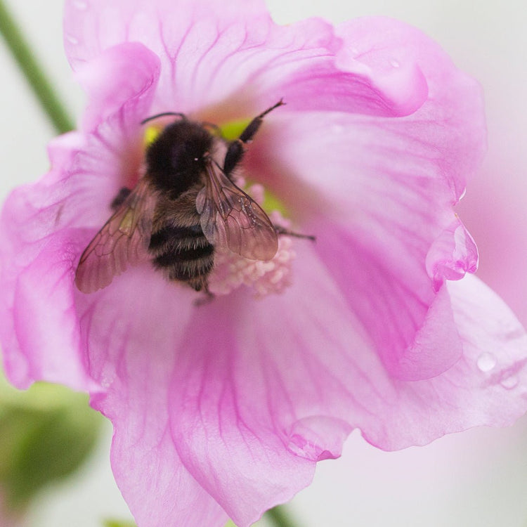 HAPPY WORLD BEE DAY !